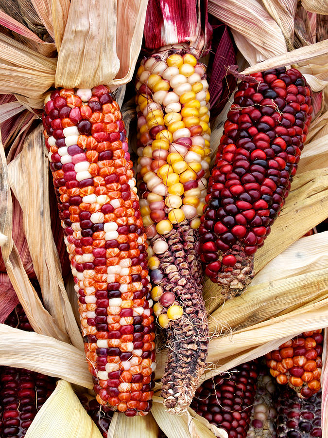 Indian Corn Photograph by David Kay