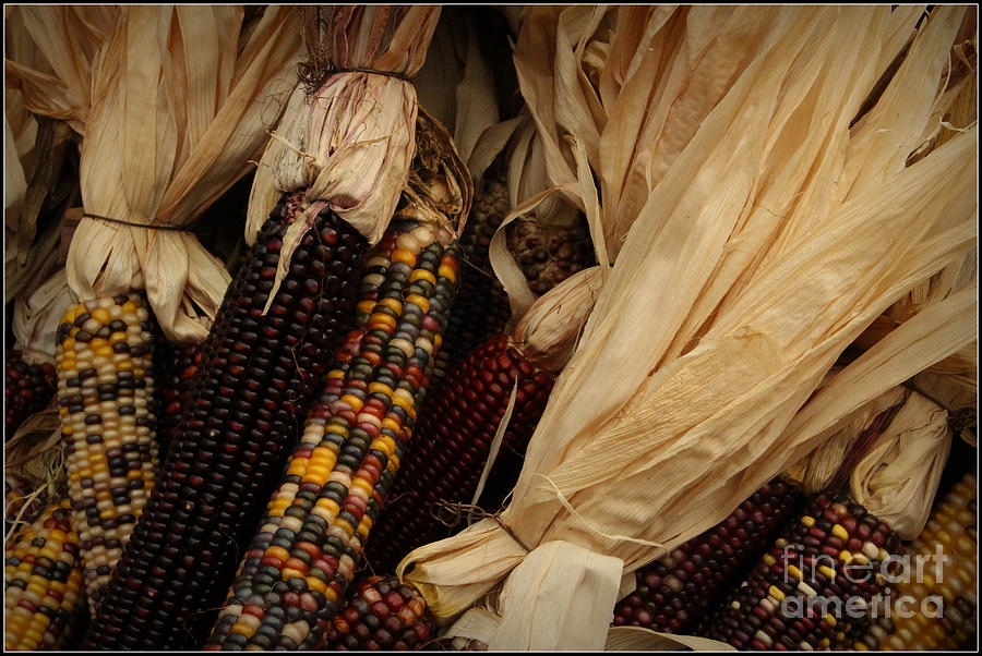 Multicolored Indian Corn  Photograph by Dora Sofia Caputo