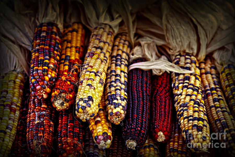 Indian Corn Photograph