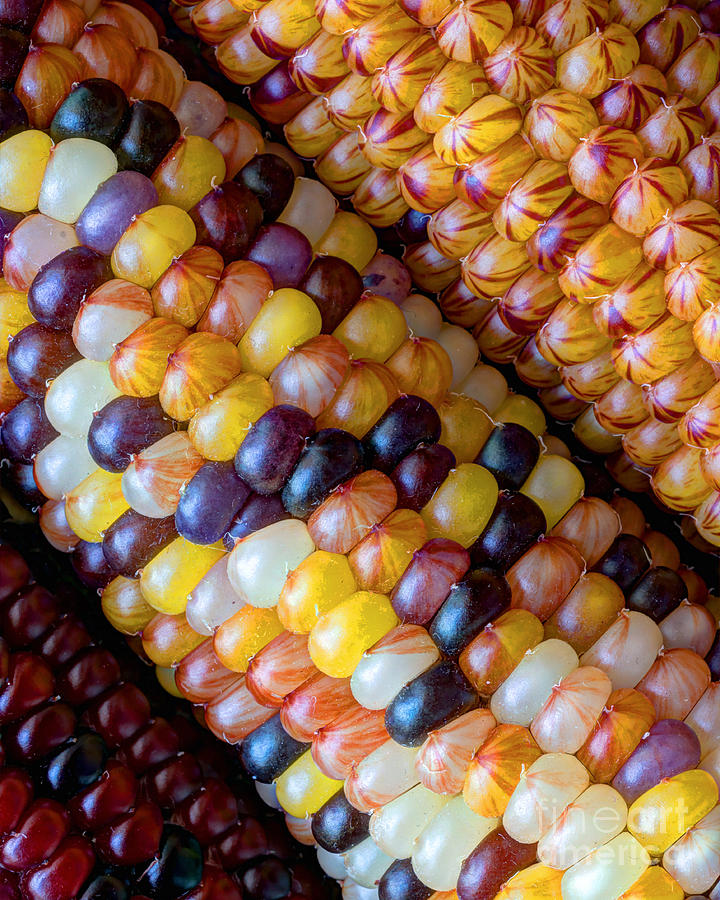 Indian Corn Photograph by Heidi Smith
