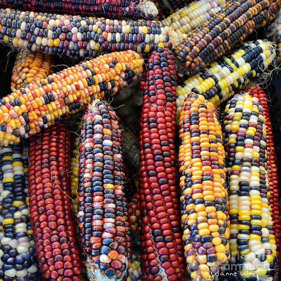 Indian Corn Photograph by Joanne West