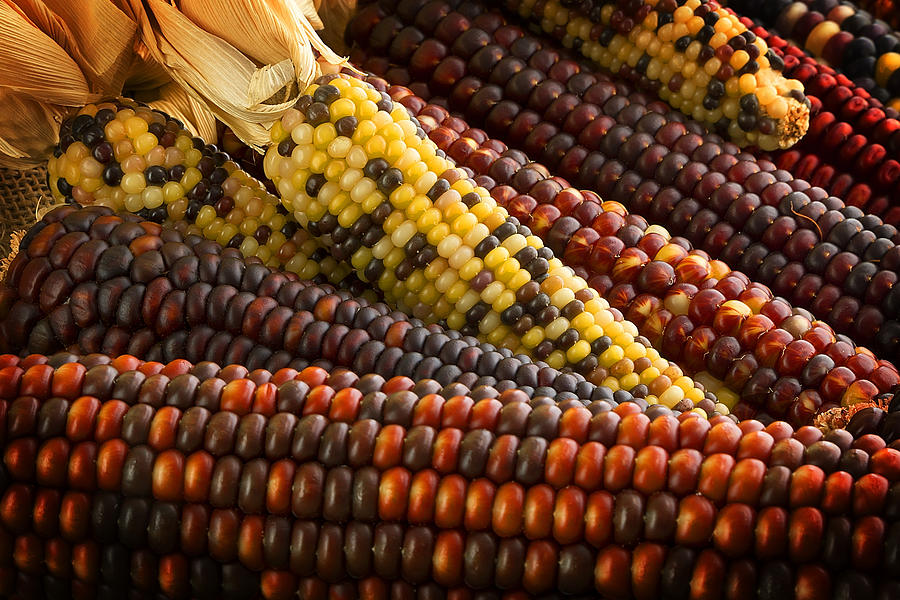 Indian Corn Photograph