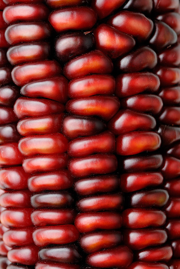 Fall Photograph - Indian Corn by Martin Shields