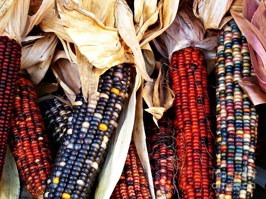 Vegetable Photograph - Indian Corn by Sarah Loft
