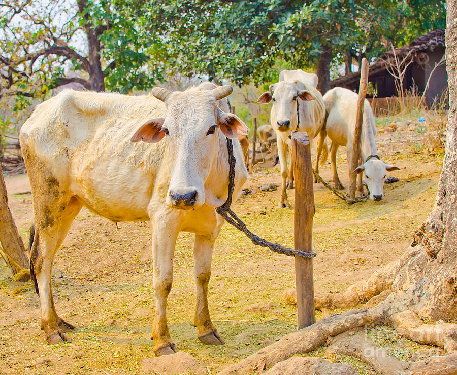 Indian cows Photograph by Geet Anjali - Pixels