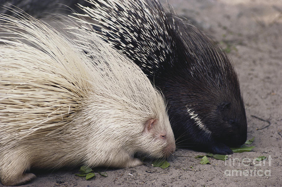 Indian-crested Porcupines Normal Photograph by Tom McHugh