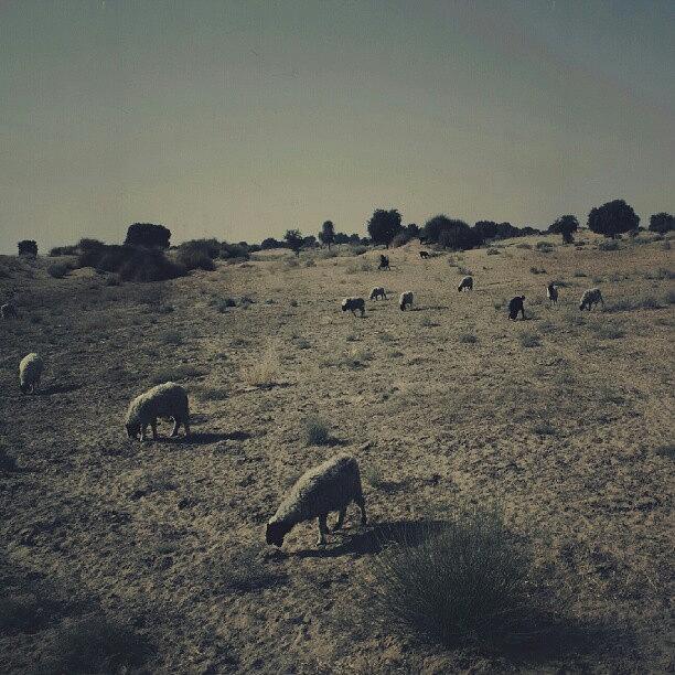 Desert Photograph - Indian Desert by Stefanie Adami
