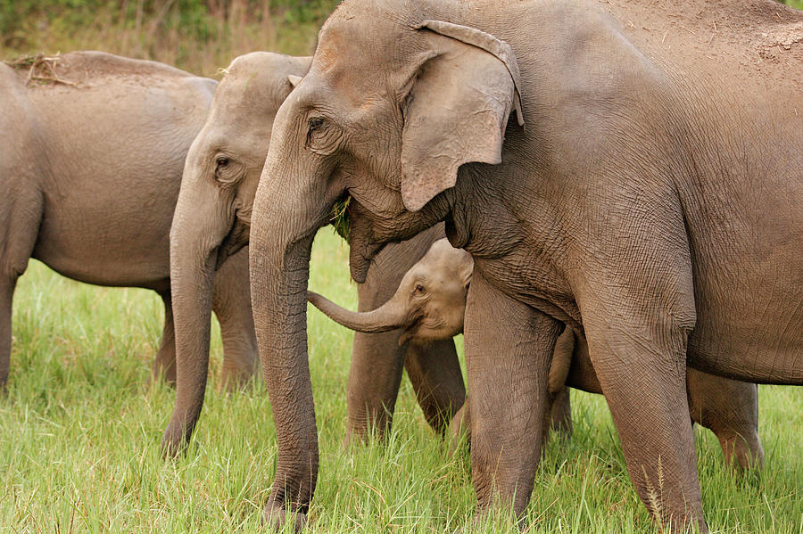 Adult Photograph - Indian Elephant Calf Playing by Jagdeep Rajput Adult Photograph - Indian Elephant Calf Playing by Jagdeep Rajput
