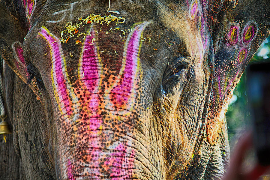 Indian Elephant Photograph by John Hoey