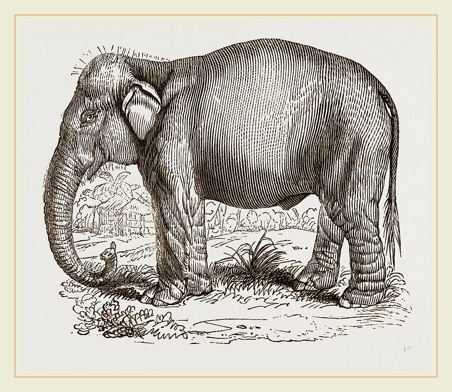 Indian Elephant Drawing by Litz Collection | Fine Art America