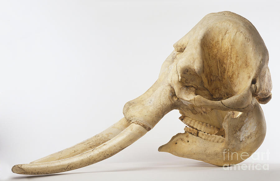 Indian Elephant Skull, Elephas Maximus Photograph by Dave King / Dorling Kindersley