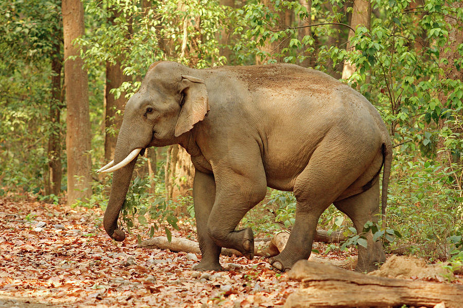 Indian Elephant (tusker Photograph by Jagdeep Rajput