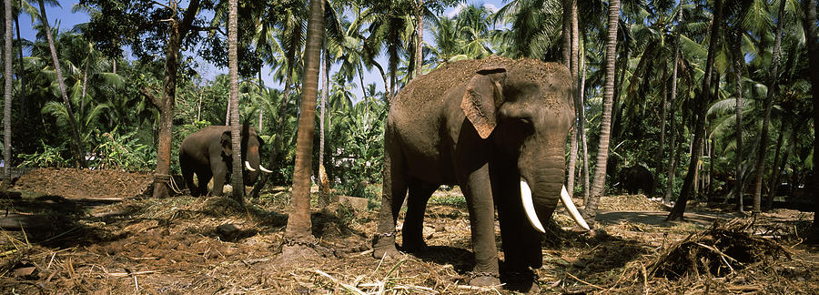 Elephant Photograph - Indian Elephants Elephas Maximus by Animal Images