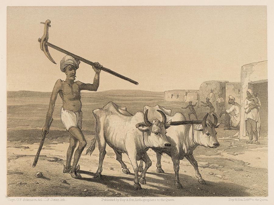 Indian Farmer And A Yoke Of Oxen Drawing by Mary Evans Picture Library   Pixels