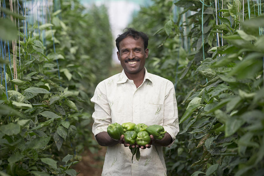 Indian Farmer holding freshly picked Capsicums. Photograph by Jenner Images