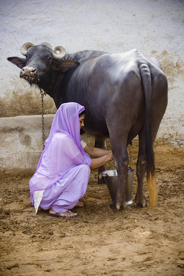Indian Female Milking Buffalo Photograph by VikramRaghuvanshi