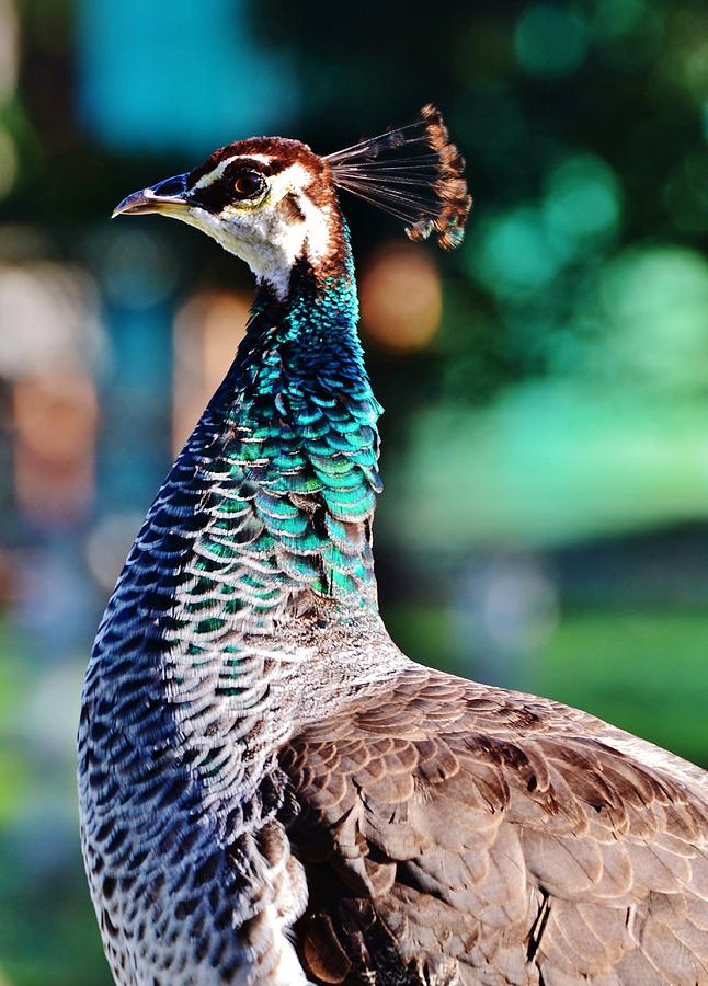 Indian female peafowl Photograph by Werner Lehmann - Pixels