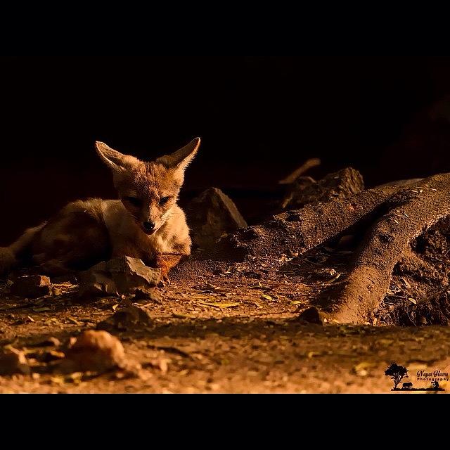 Mammal Photograph - Indian Fox Or Bengal Fox

#indianfox by Nayan Hazra