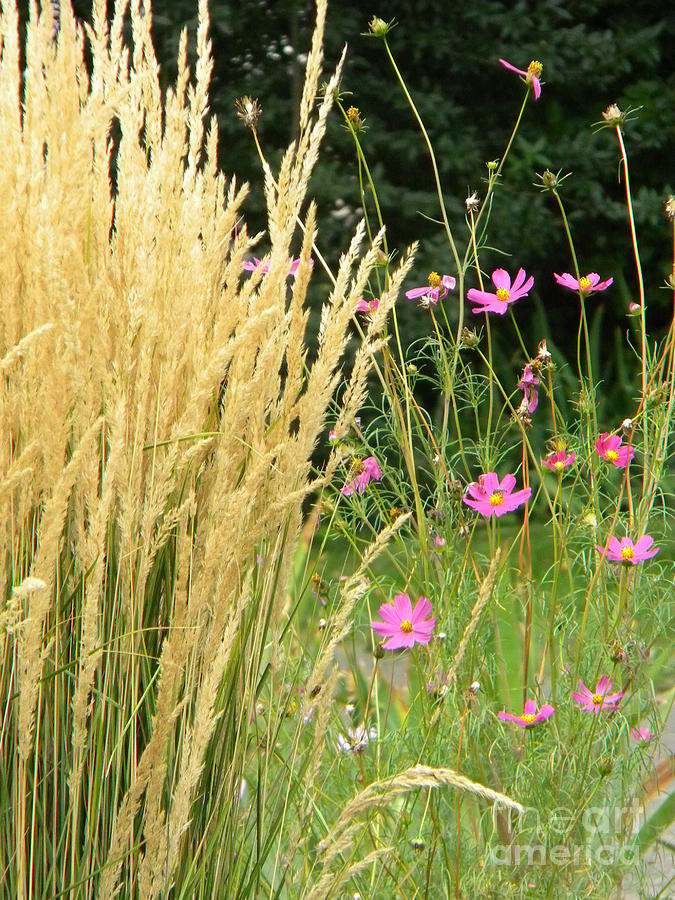 Indian Grass and Wild Flowers Photograph by Michelle Frizzell-Thompson