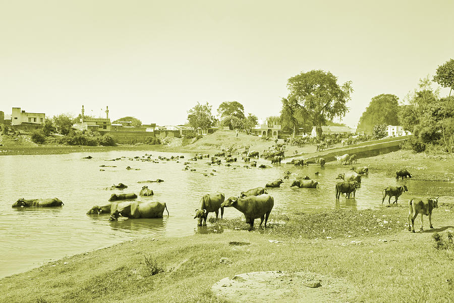 Buffalo Photograph - Indian herdmsan watering his cattle by Kantilal Patel