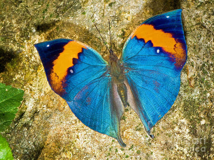 Indian Leaf Butterfly Photograph by Millard H. Sharp