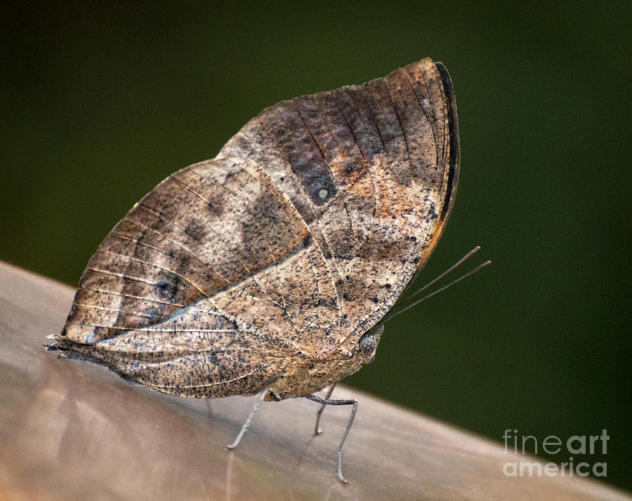 Butterfly Photograph - Indian Leaf by Claudia Kuhn