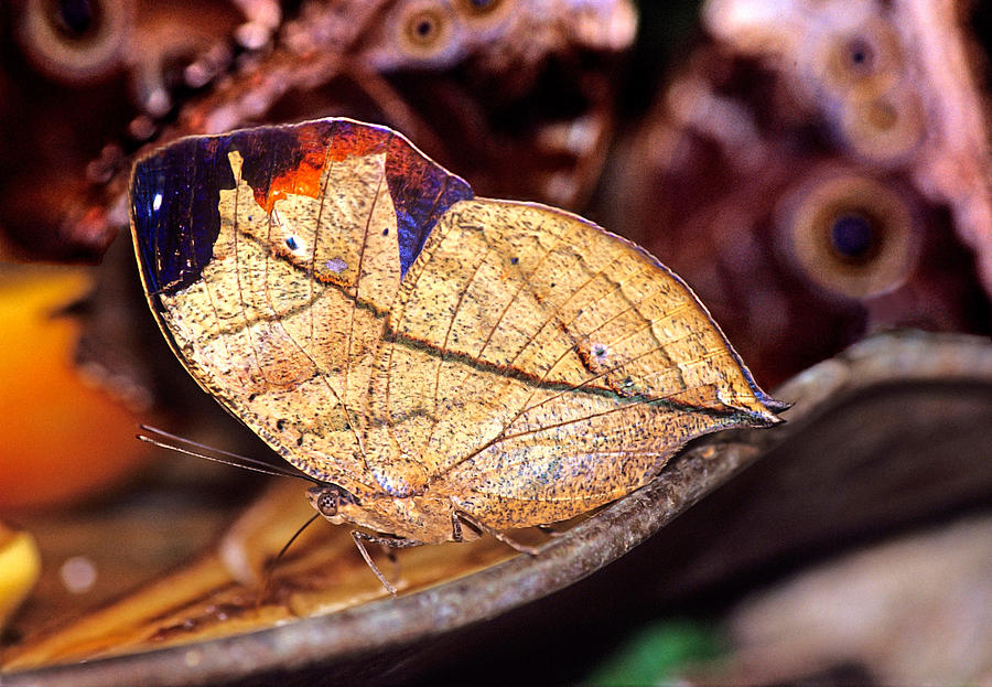 Indian Leafwing Butterfly Photograph by James H Robinson
