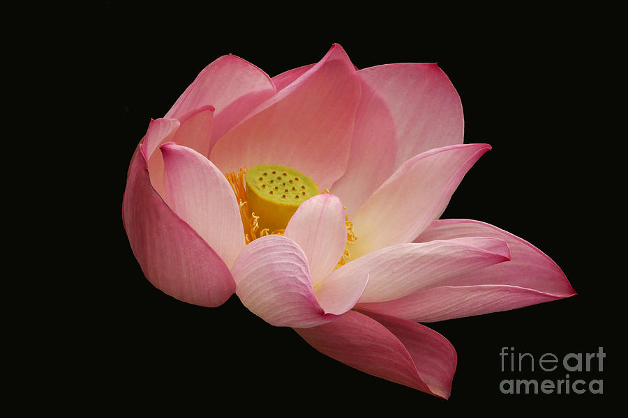 Nelumbo Nucifera Photograph - Indian Lotus on Black --- Sacred Light by Byron Varvarigos