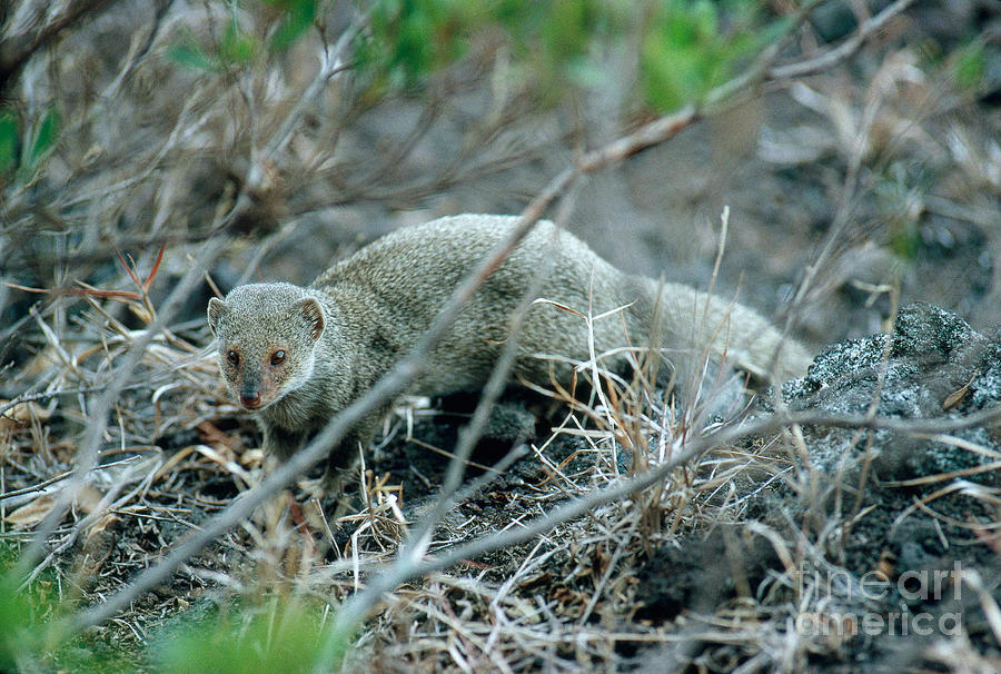 Indian Mongoose In Hawaii Photograph by Gregory G. Dimijian, M.D.