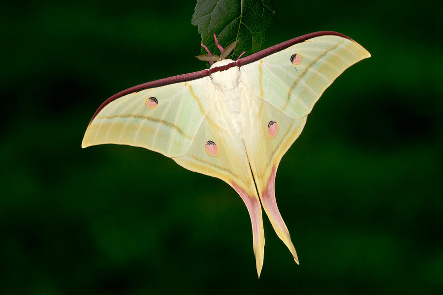 Indian Moon Moth Photograph By Jeffrey Lepore 