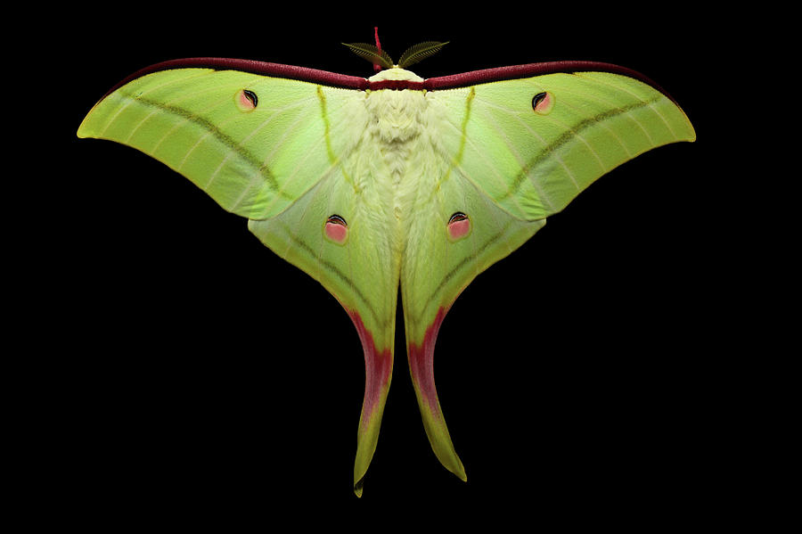 Nature Photograph - Indian Moon Moth by Tomasz Litwin