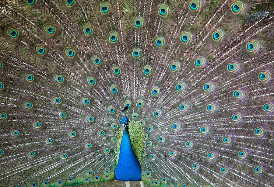 Peacock Photograph - Indian or Blue Peacock by Unknown