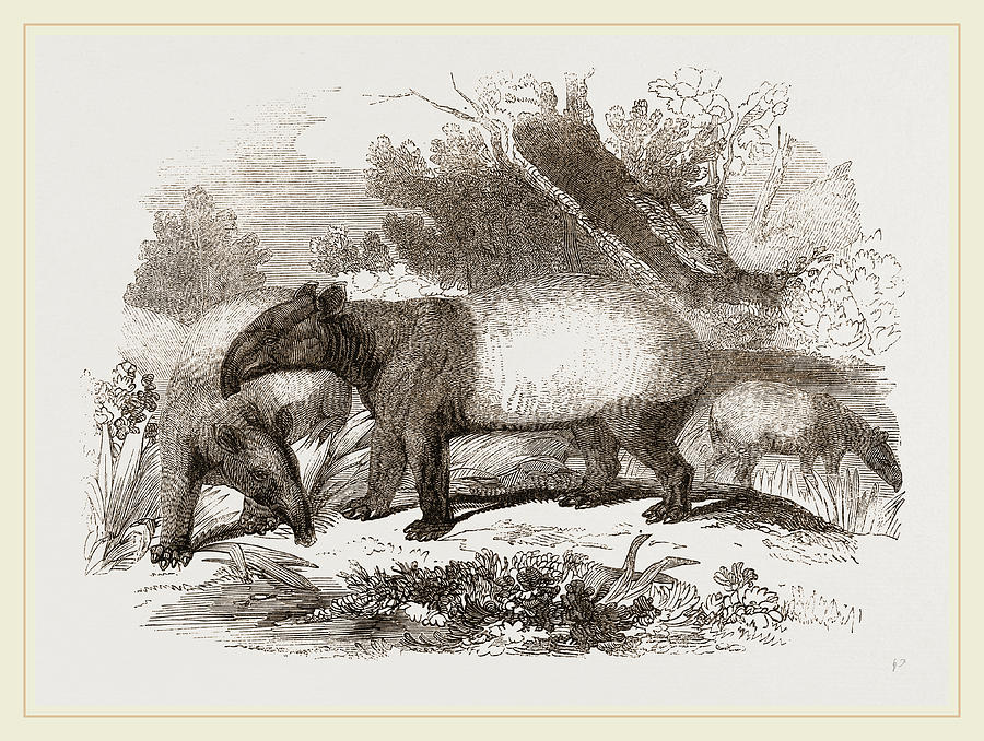 Indian Or Malay Tapir Drawing by Litz Collection