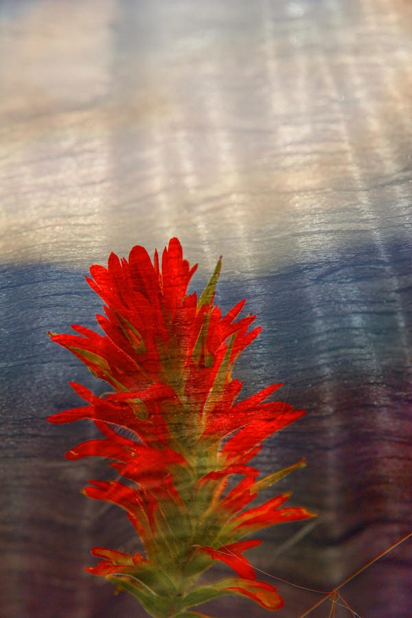 Indian Paint Brush painted on wood  Photograph by Randall Branham