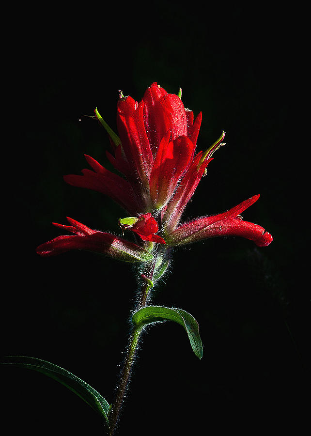 Indian Paint Brush Photograph by Steven Reed