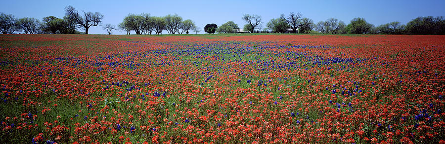 Nature Photograph - Indian Paintbrush & Bluebonnets Tx by Panoramic Images