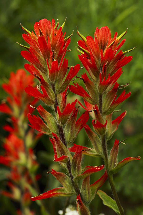 Indian Paintbrush Photograph by Alan Vance Ley