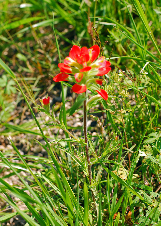 Indian Paintbrush and Buds. Castilleja indivisa Photograph by Connie Fox
