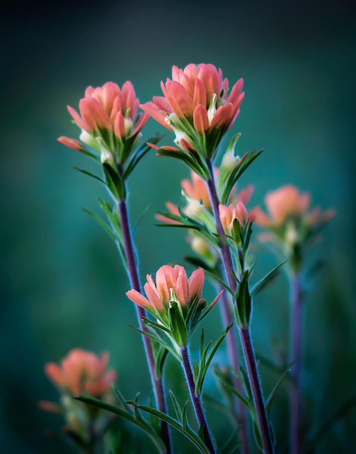 Indian Paintbrush at Dawn Photograph by James Barber