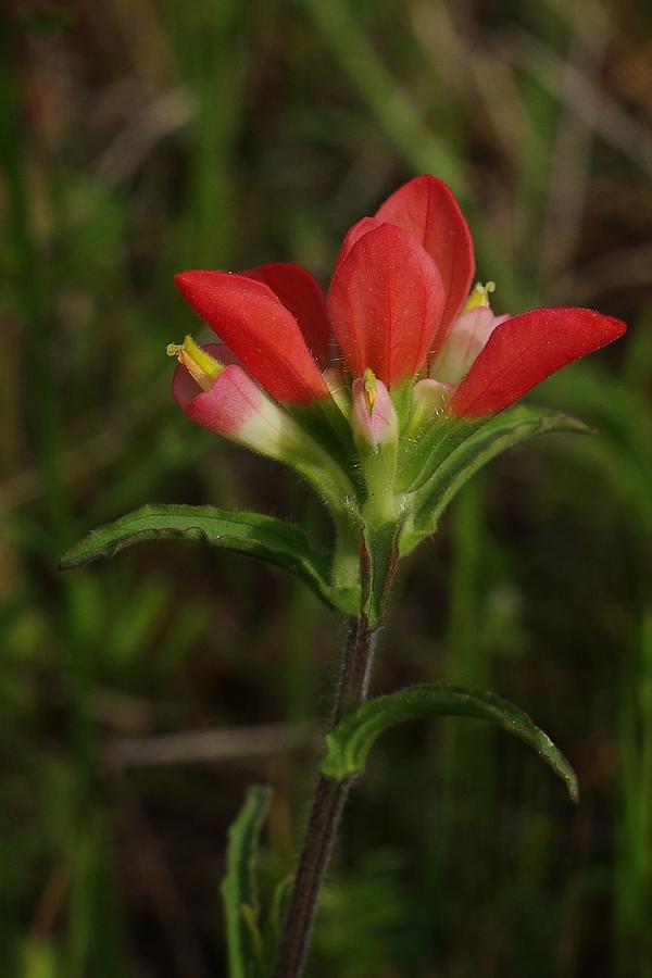 Flower Photograph - Indian Paintbrush by Billy  Griffis Jr