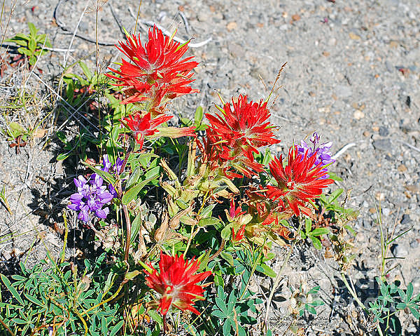 Indian Paintbrush. C. Affinis. Near Mount St. Helens Photograph by Connie Fox
