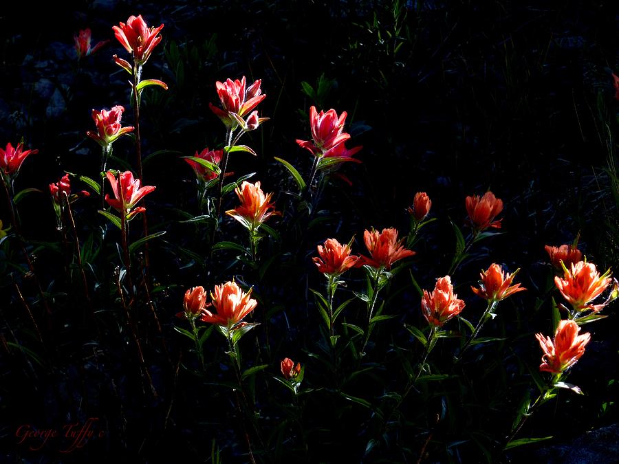 Indian paintbrush evening light Photograph by George Tuffy