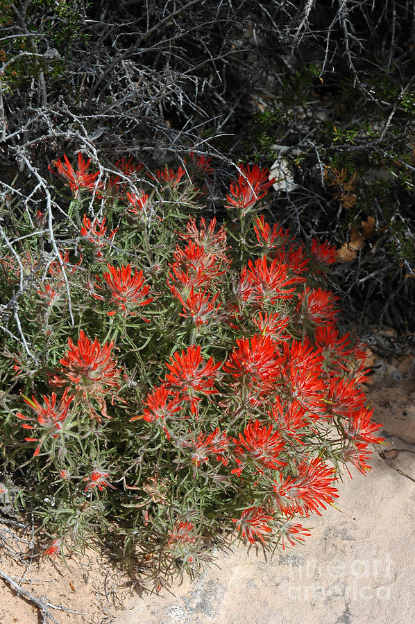 333P Indian Paintbrush Flower Photograph by NightVisions