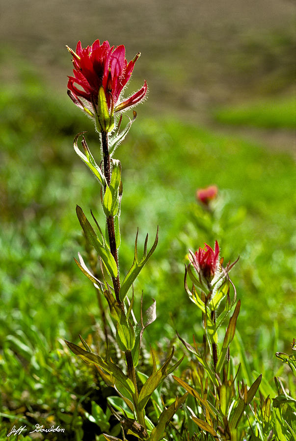Indian Paintbrush Photograph by Jeff Goulden