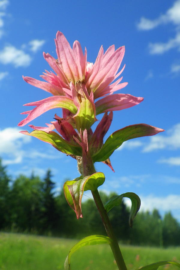 Indian Paintbrush Photograph by Karen Ramstead - Fine Art America