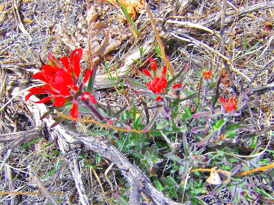 Indian Paintbrush Photograph by Marilyn Diaz
