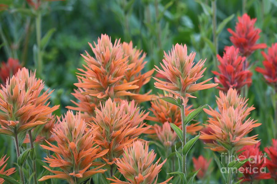 Indian Paintbrush Photograph by Marty Fancy