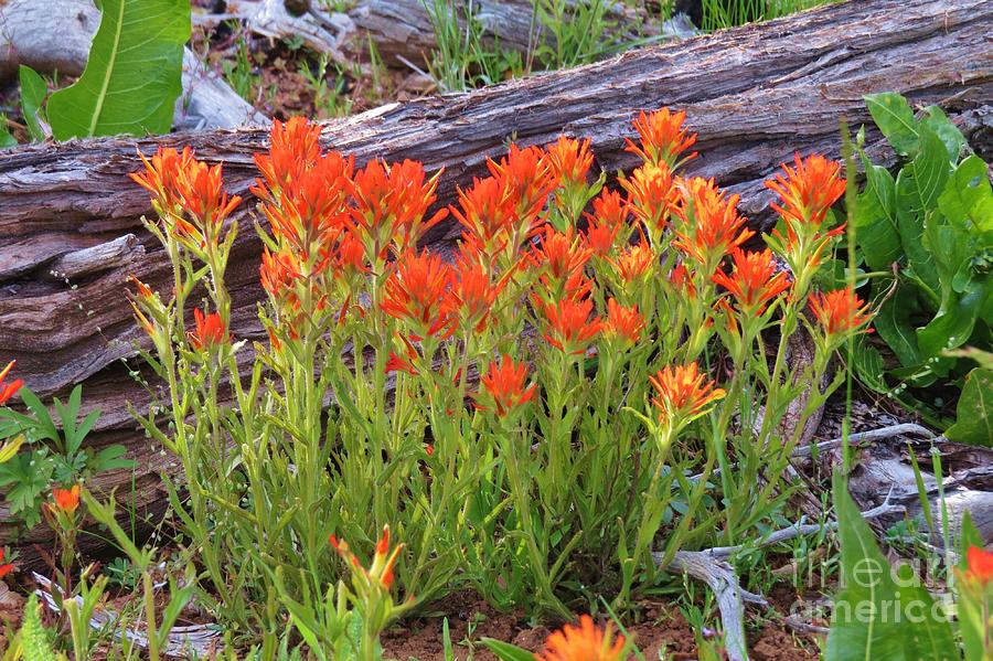 Indian Paintbrush Photograph by Michele Penner