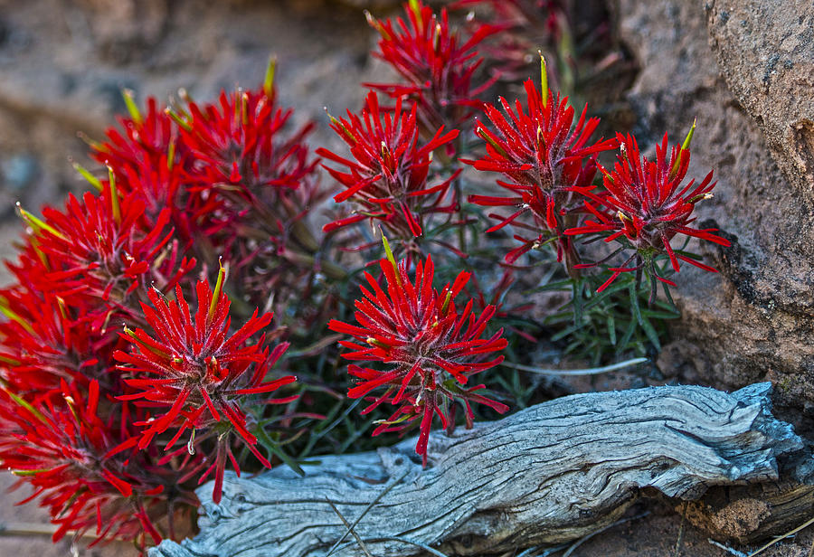 Indian Paintbrush Photograph by Phil Abrams