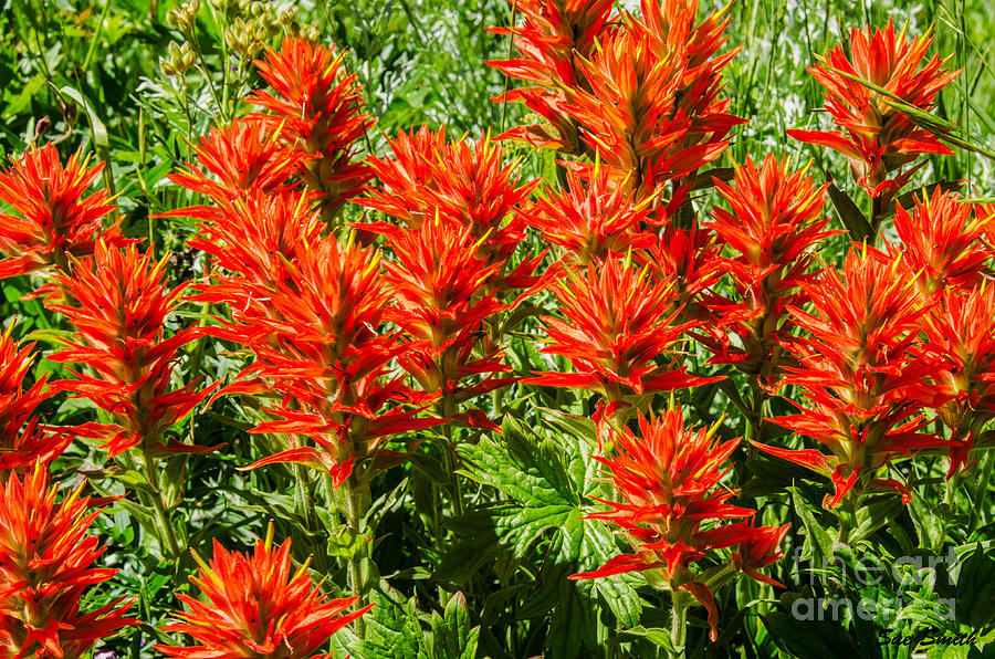 Indian Paintbrush Photograph by Sue Smith